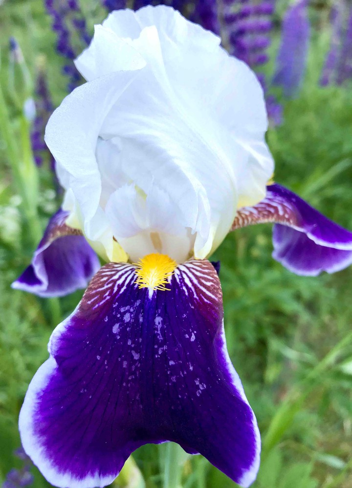 Iris