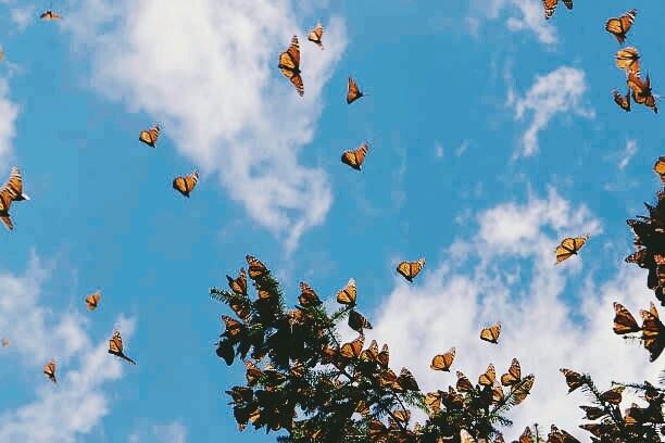 butterfly
