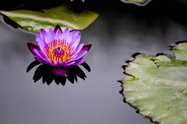 FLOWER