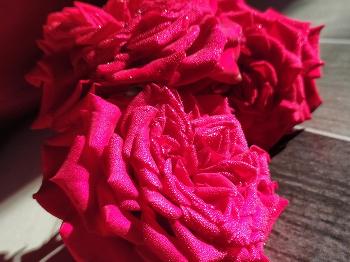 Blooming Roses