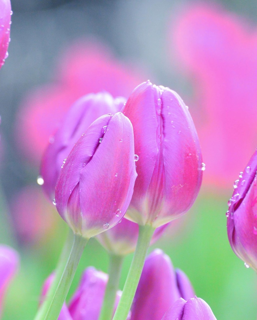 SPRING ~♡•°♧°•♡~