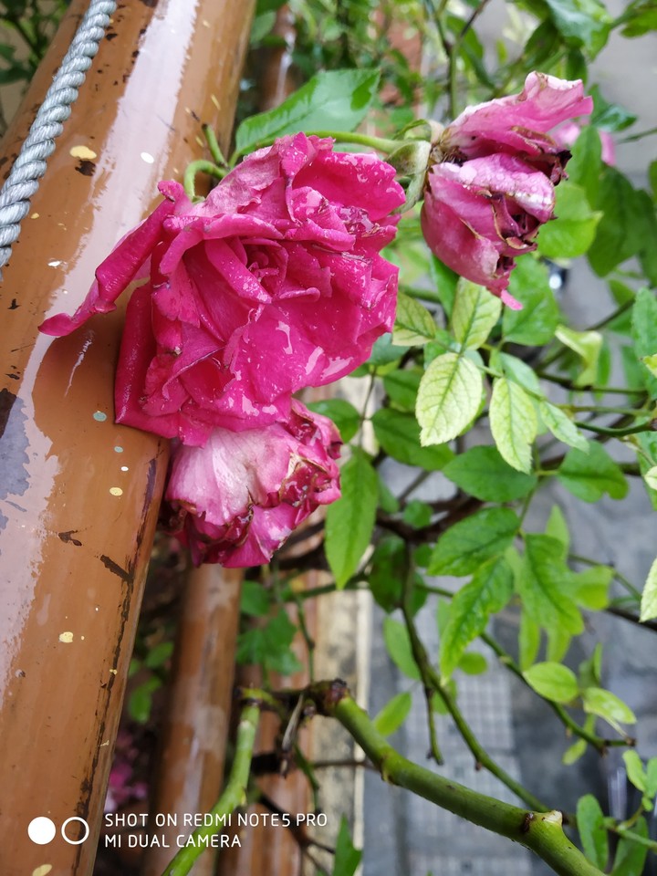 roses