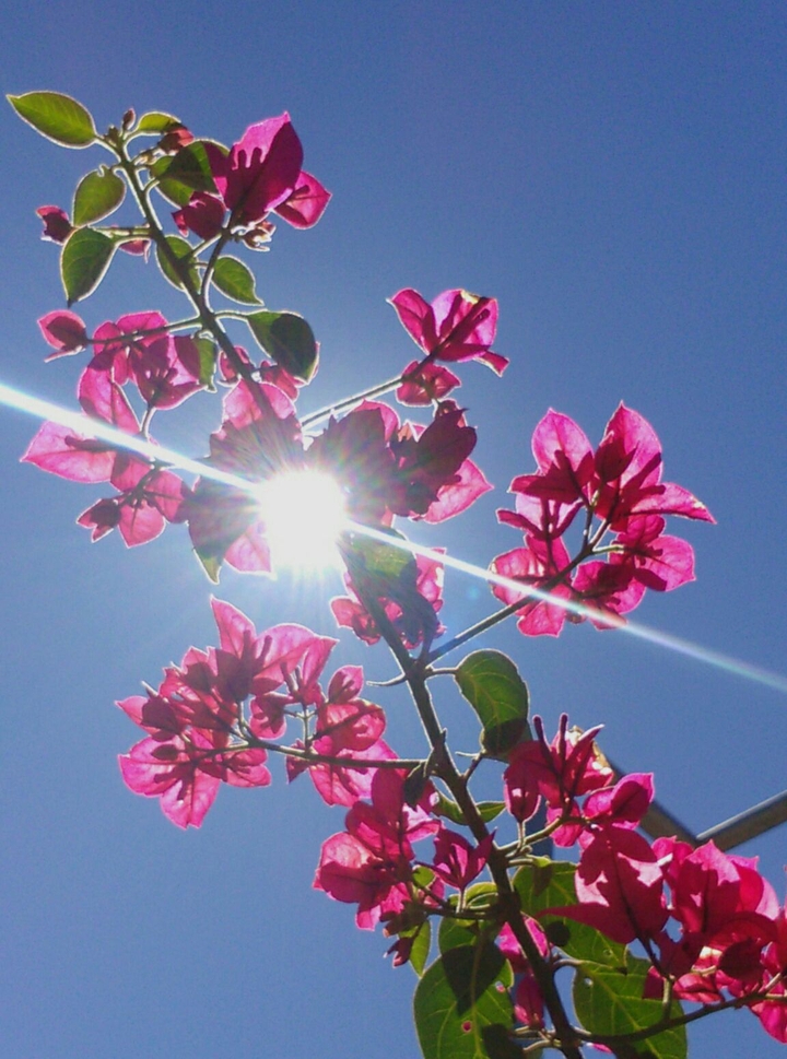 Flower