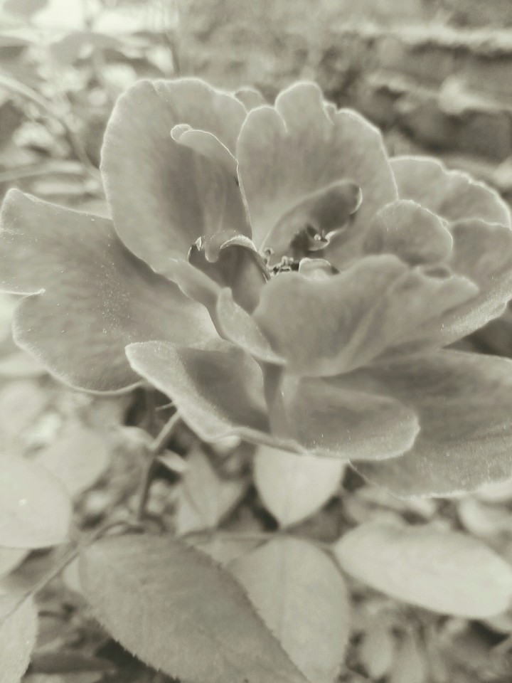 symbol of love