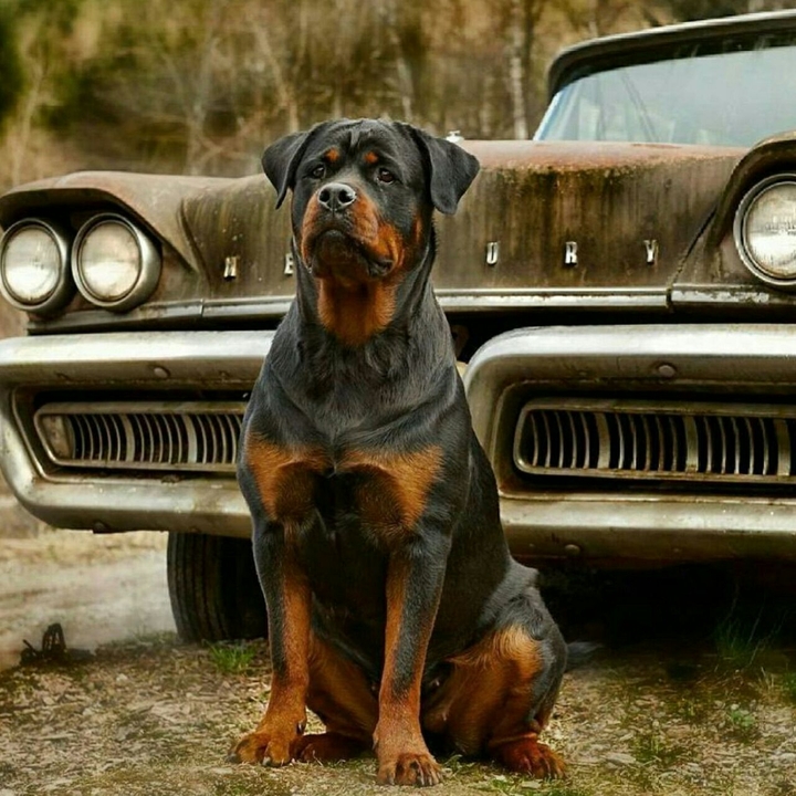 rottweiler