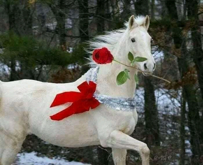 cavalo