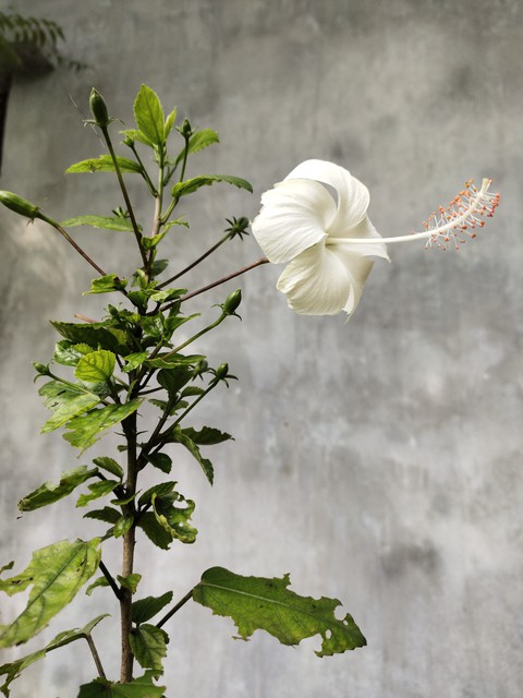 white flower