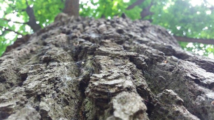 wood