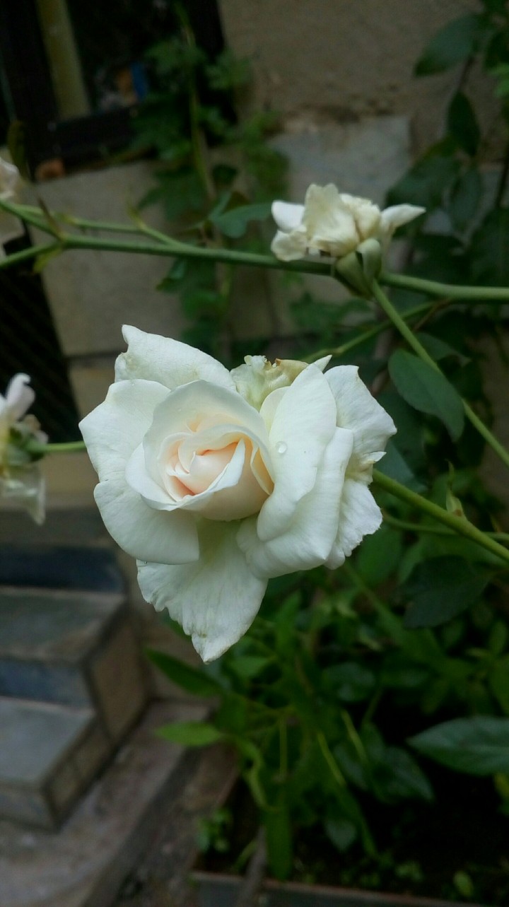 Another white rose