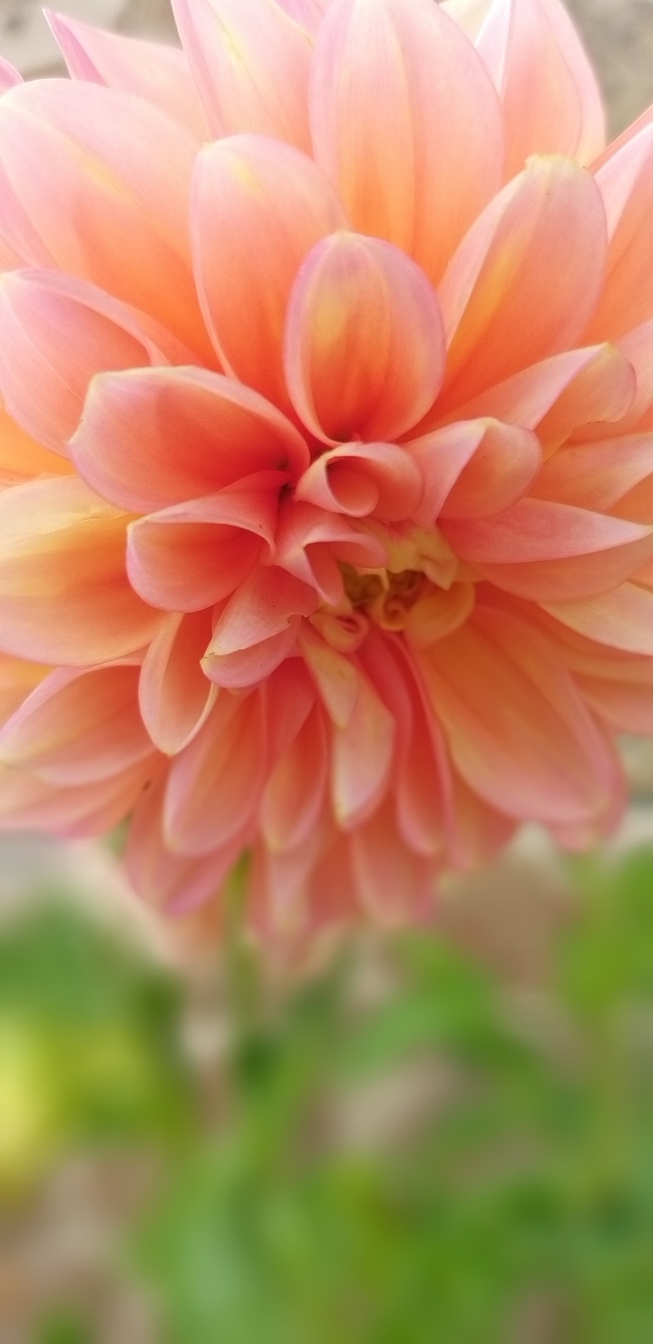 Dahlia