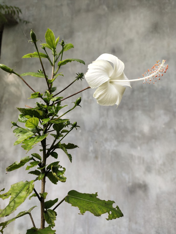 white flower