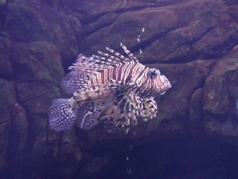 Fish