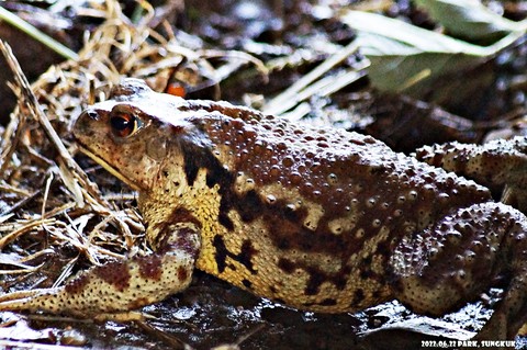 обои frog, salamander