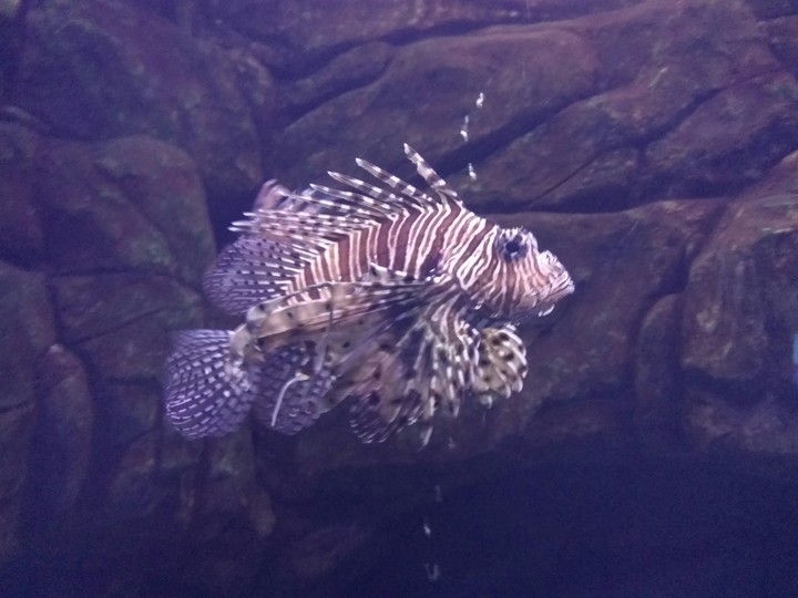Fish
