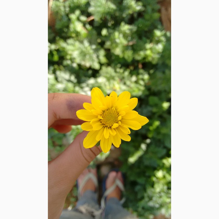 Flower 