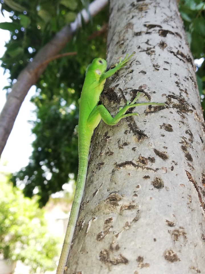reptil