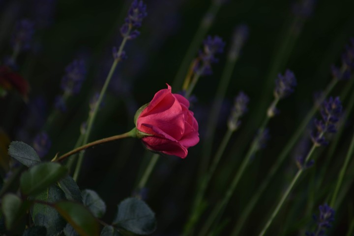 rose