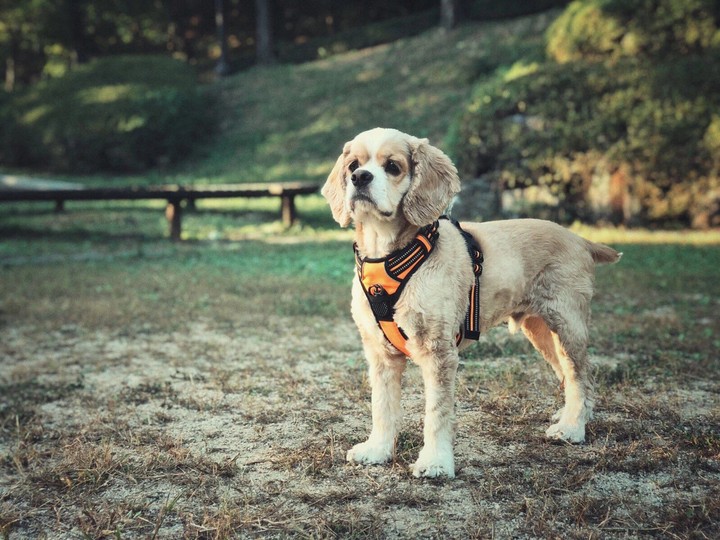 Cockerspaniel___Moka