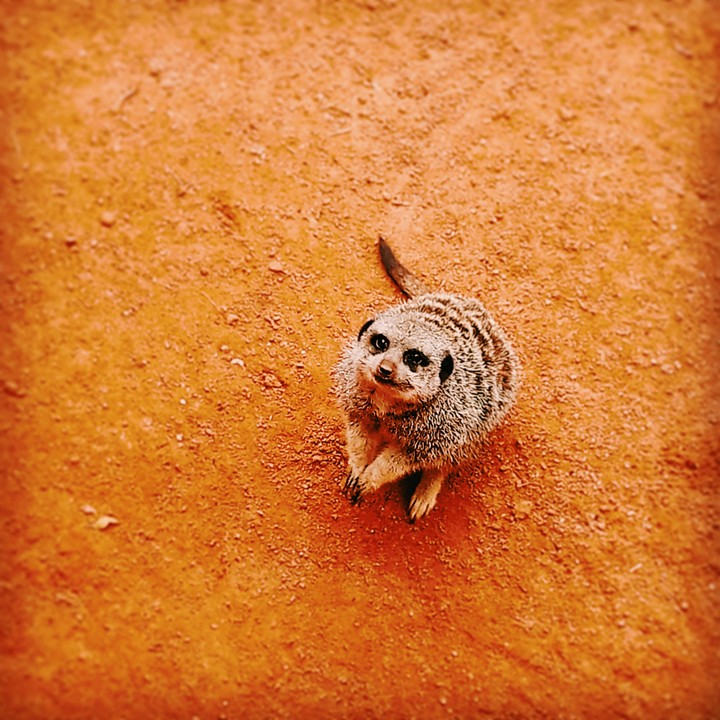 Nutria