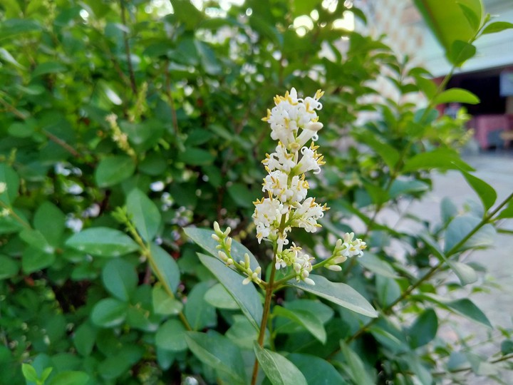 White Flower