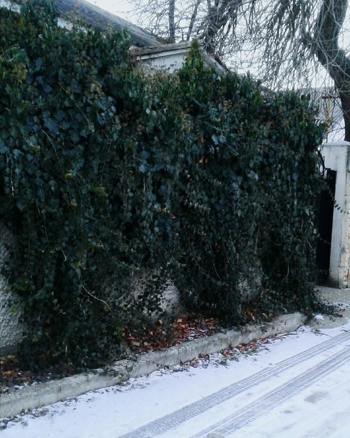 winter