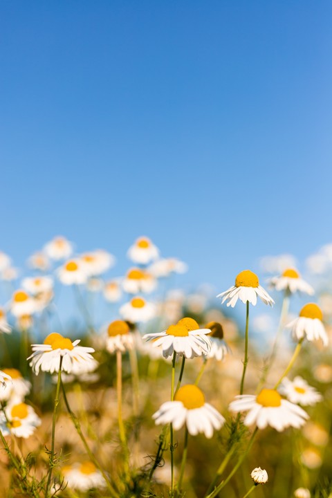 wildflower, flower wallpapers