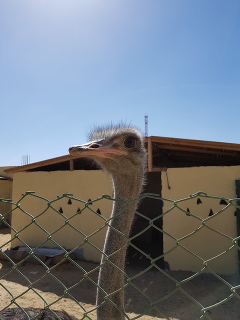 Ostrich