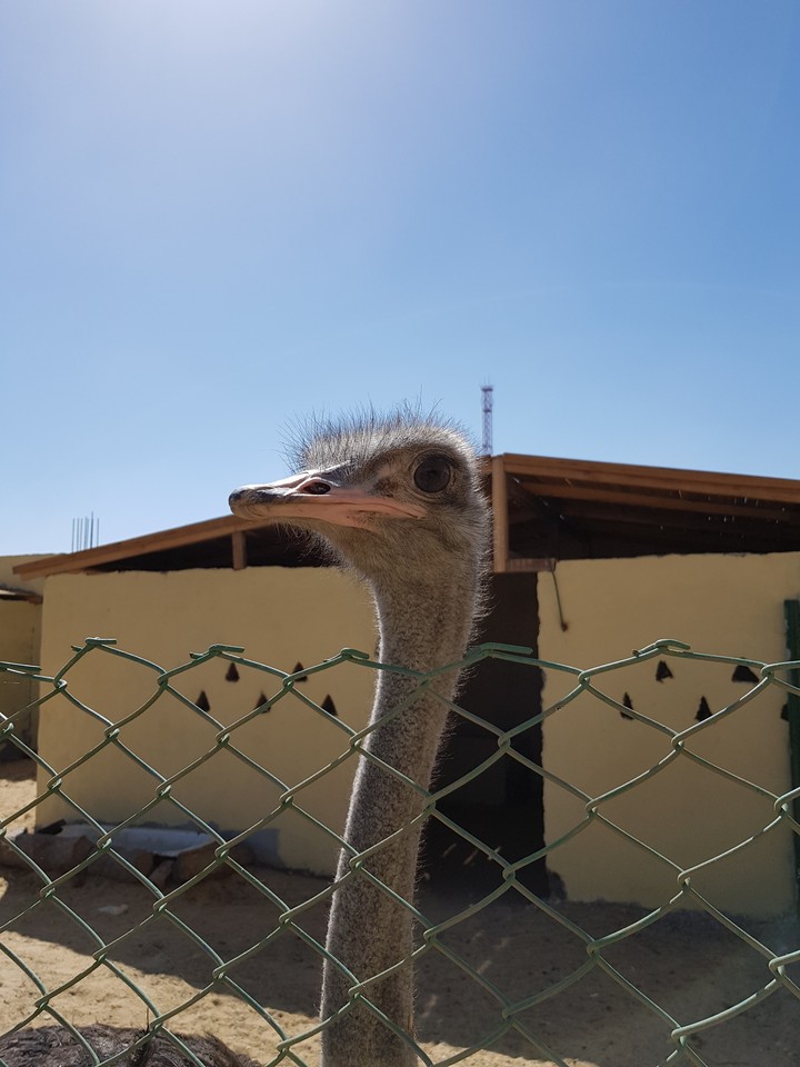 Ostrich