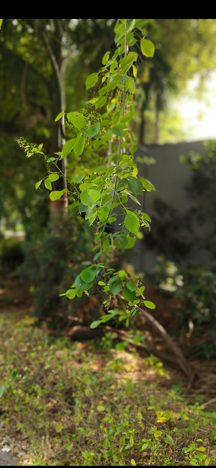 Go green