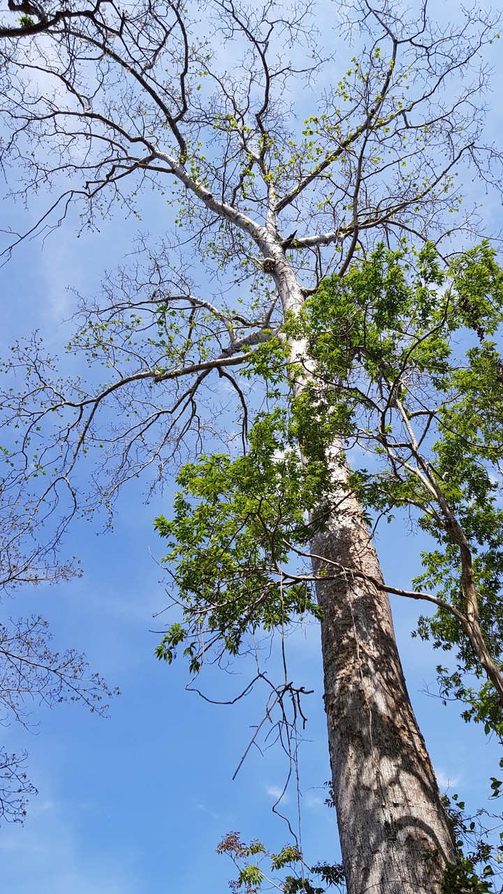 A tree at Dray Sap waterfall
