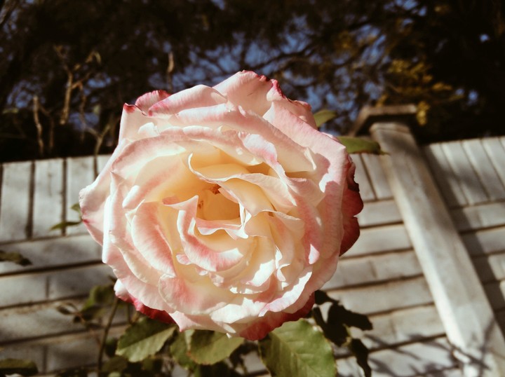 Double Delight Rose