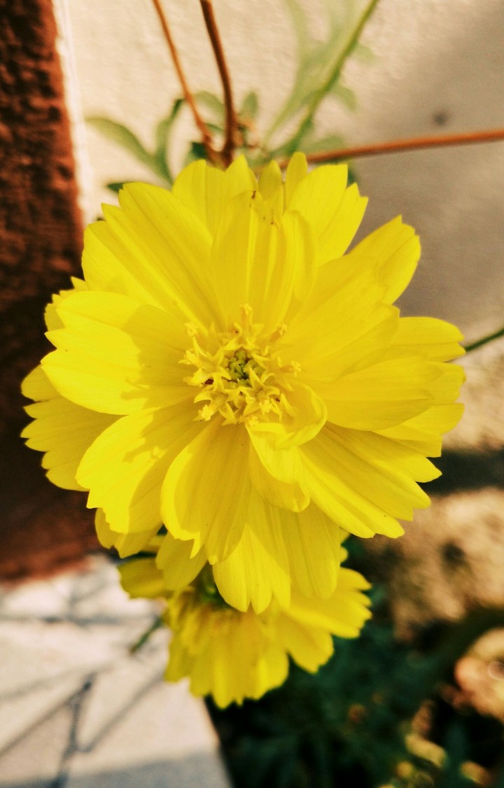 Yellow flower