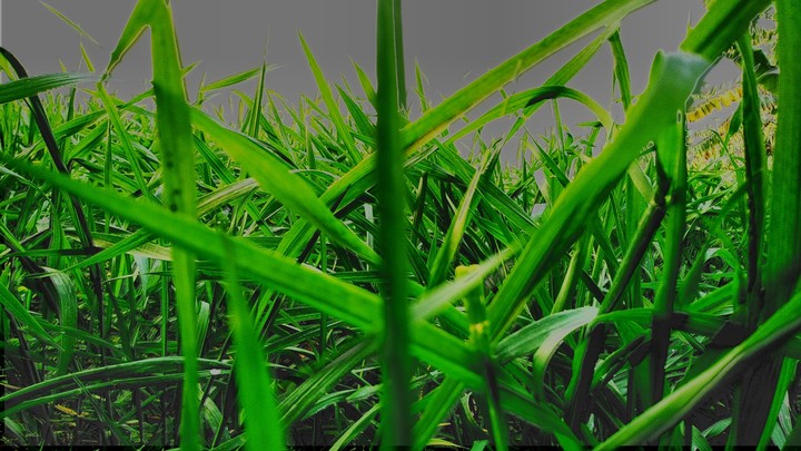 Green Land
