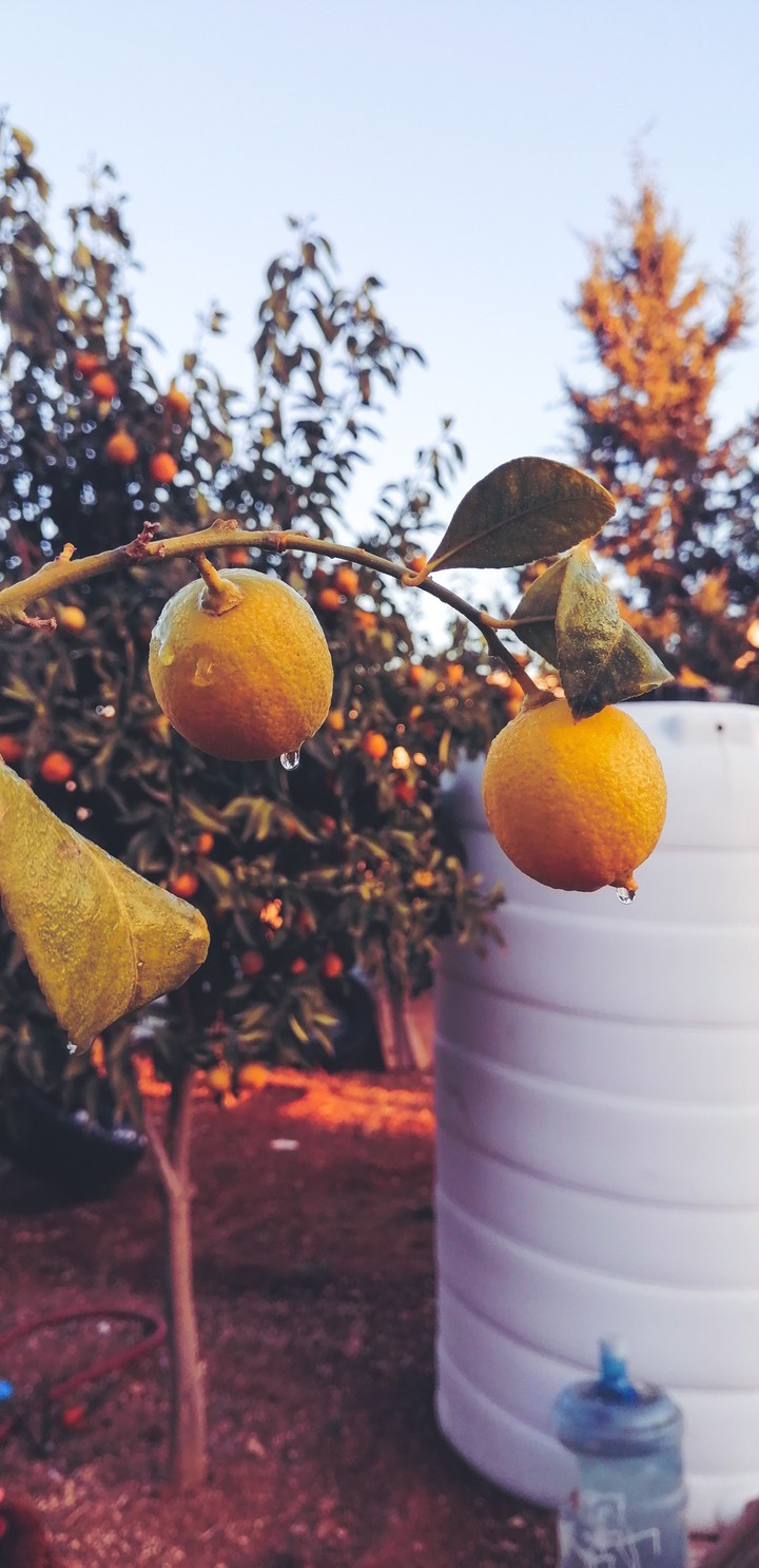 lemon tree
