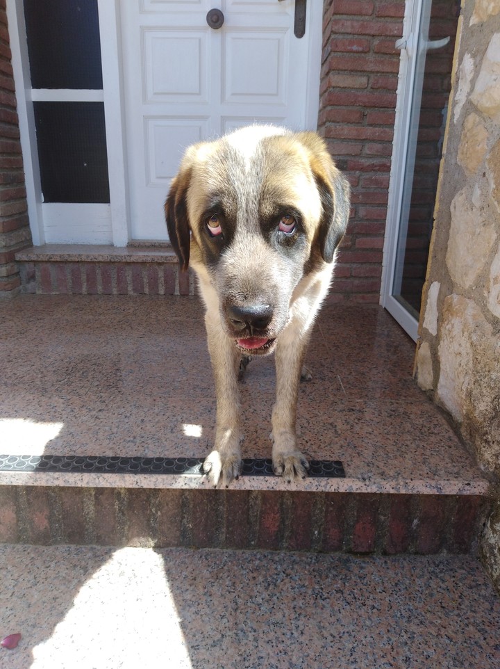 My dog