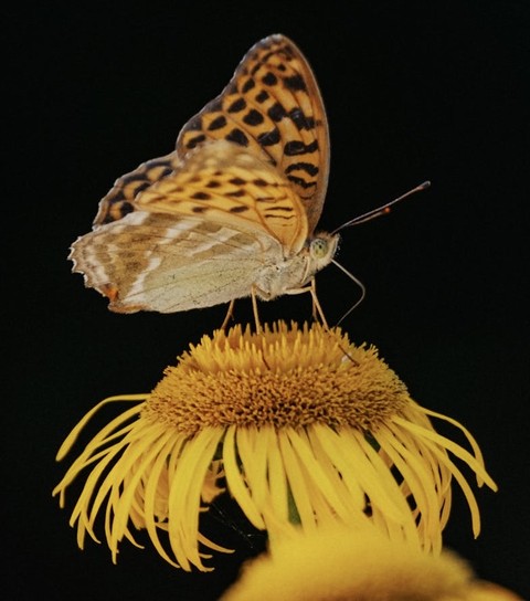 fonds d'écran insect, invertebrate