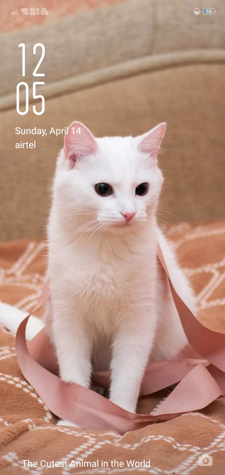 its cat
