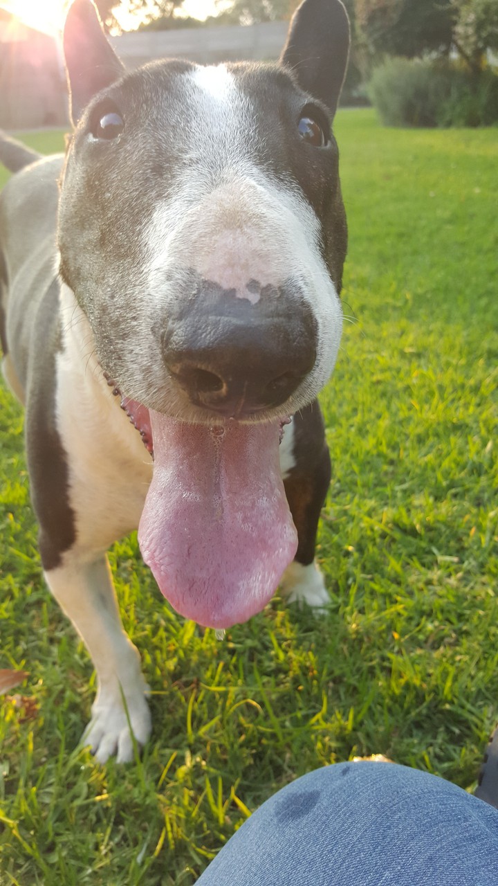 Bull Terrier