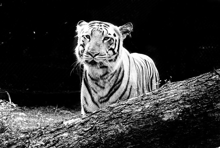 tiger
