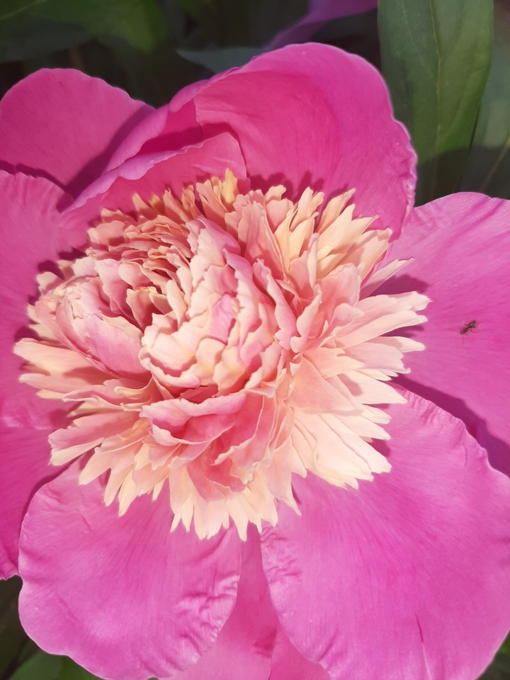 Pink peony