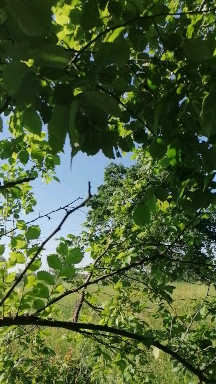 летний день