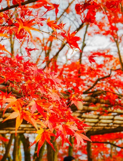 twig, Japan壁紙