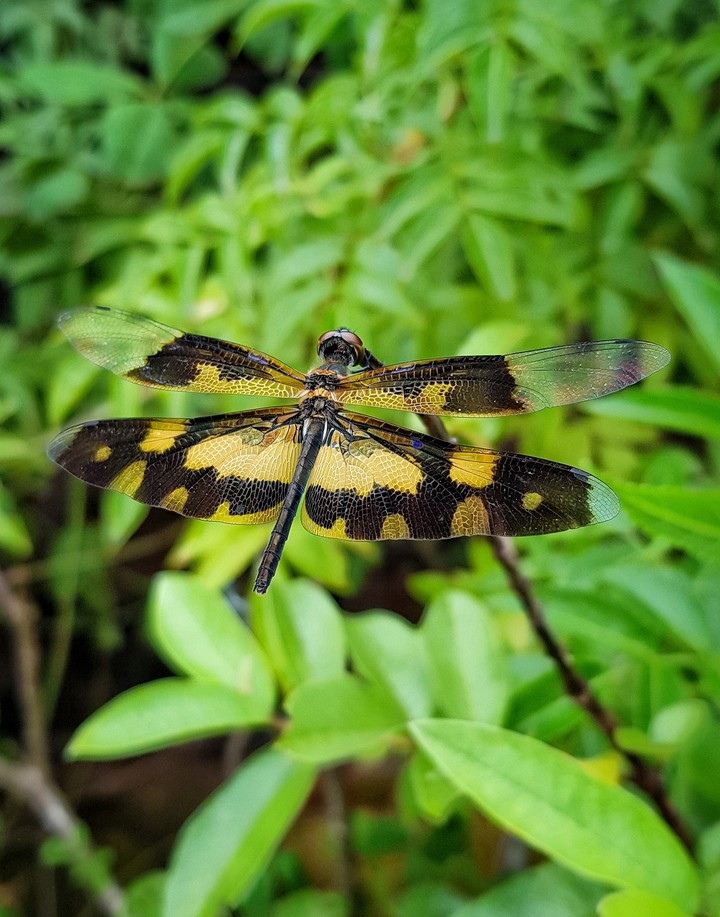 Dragon fly as Butter fly