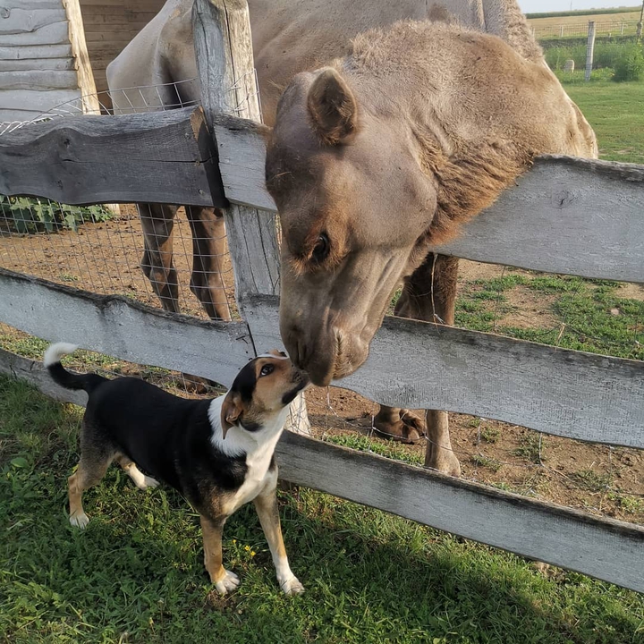 animals