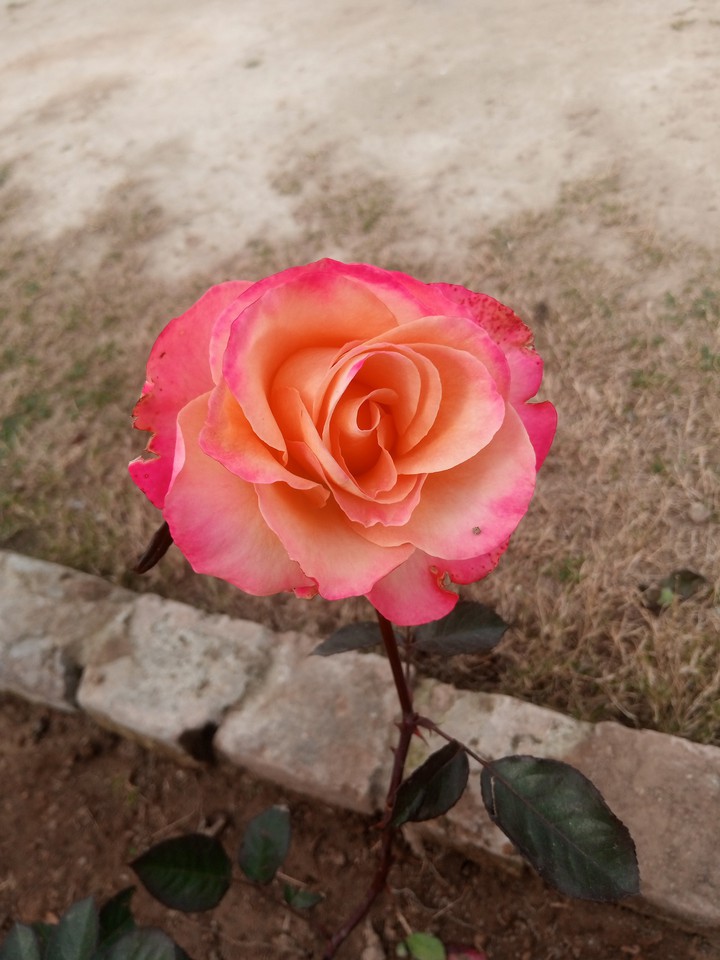 pink flower
