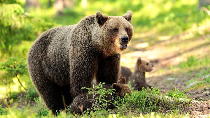 bears