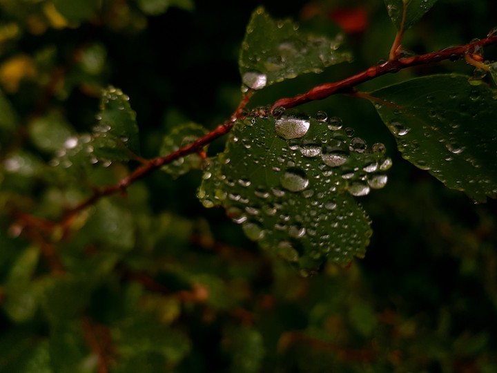 Green Drops