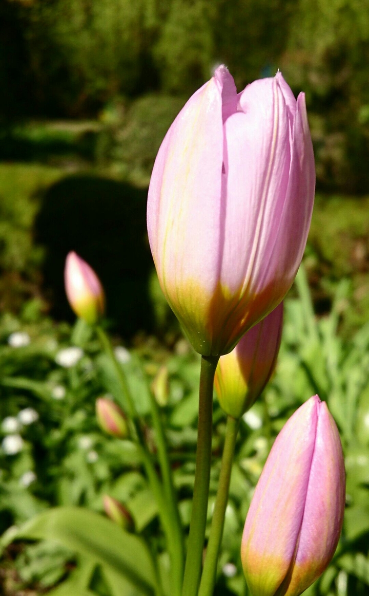 2 Pink (not so ready) Flowers 