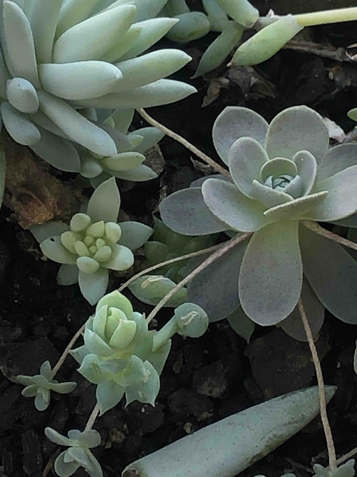 succulents