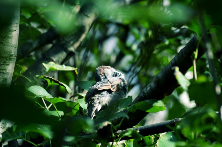 bird